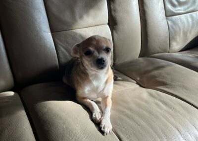 Chouchou – Adoptée en Février 2026