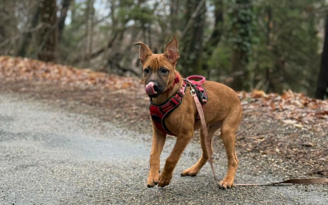 Everest – Visible en famille d&rsquo;accueil