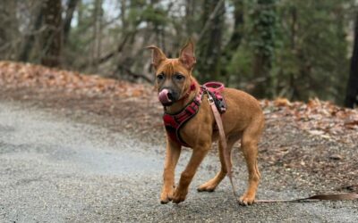 Everest – Visible en famille d&rsquo;accueil