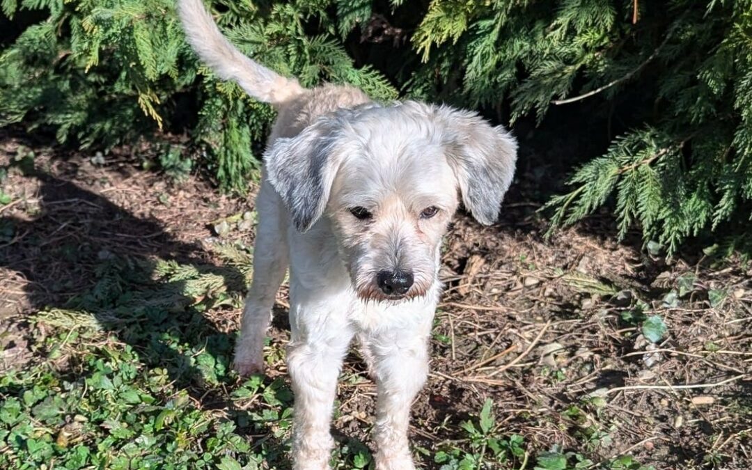 Johny – Visible en famille d&rsquo;accueil