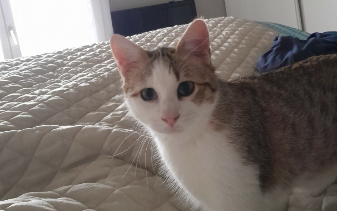 Kinio – Visible en famille d&rsquo;accueil