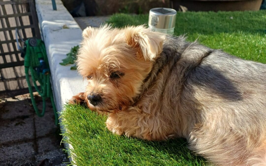 Liloo – Visible en famille d&rsquo;accueil