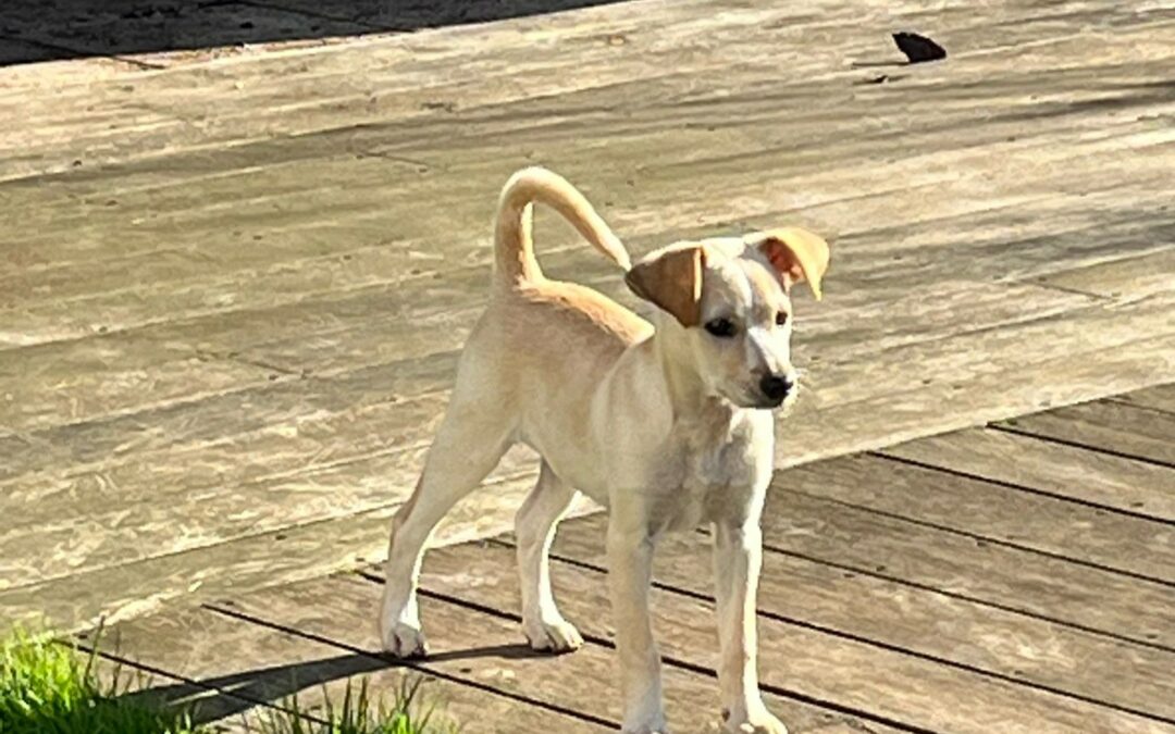 Linka – Visible en famille d&rsquo;accueil