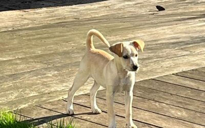 Linka – Visible en famille d&rsquo;accueil