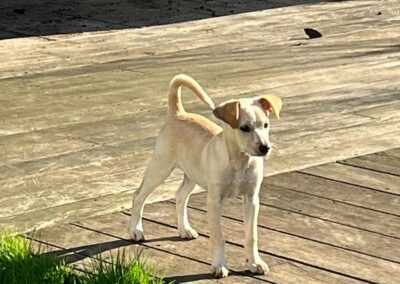 Linka – Réservée