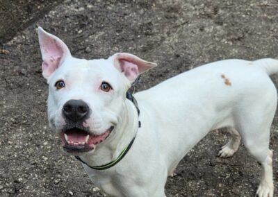 Lisa – Adoptée en Février 2026