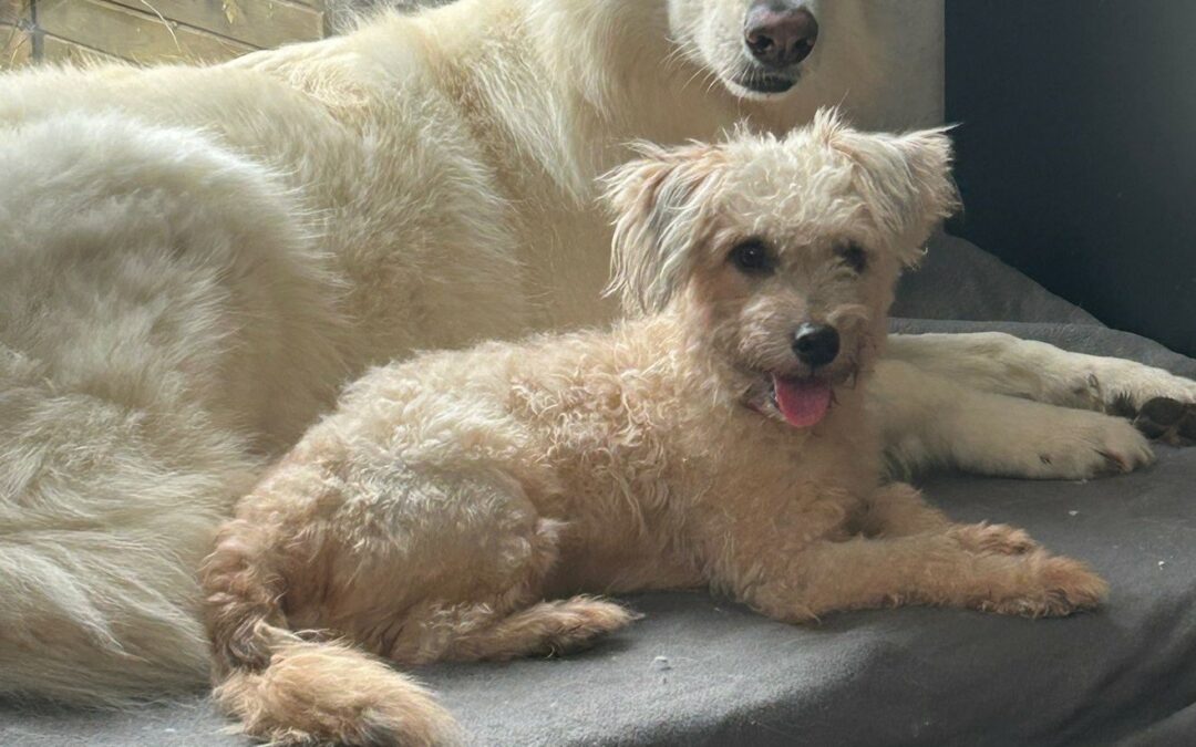 Neko – Visible en famille d&rsquo;accueil