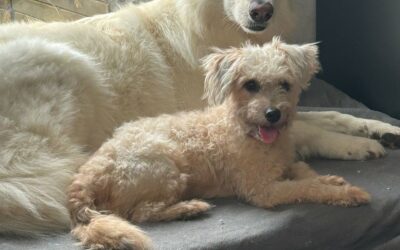 Neko – Visible en famille d&rsquo;accueil