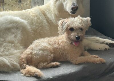 Neko – Visible en famille d&rsquo;accueil