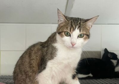 Patti – Adoptée en Février 2026