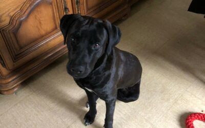 Raven – Visible en famille d&rsquo;accueil