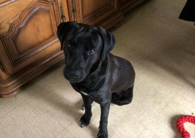 Raven – Adopté en Février 2026