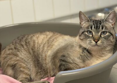 Snow – Dossier en cours