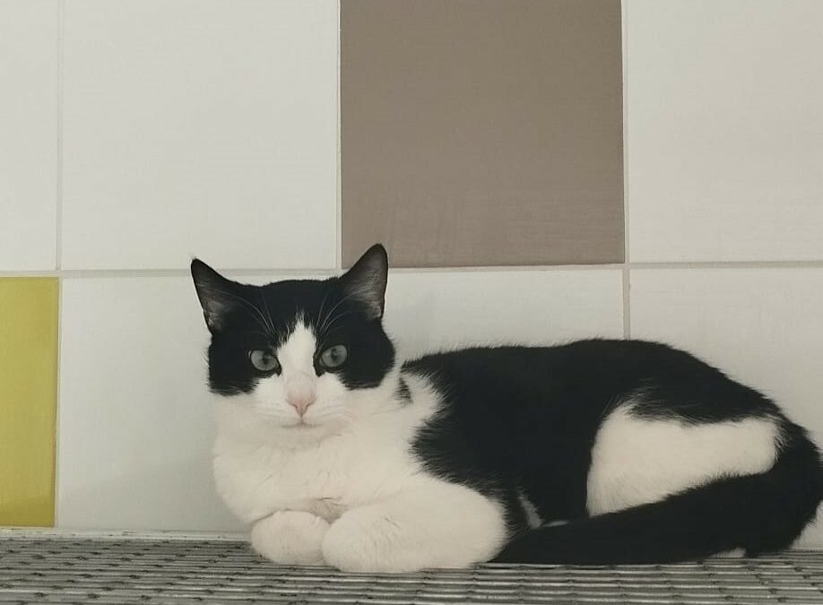 Switch – Réservé