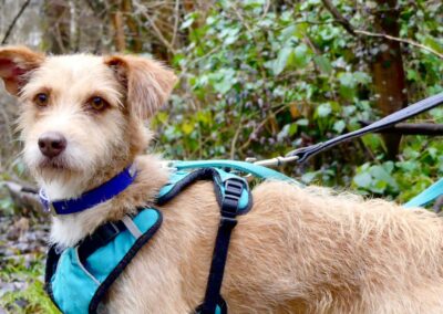 Terry – Adopté en Mars 2026