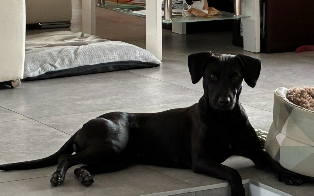 Tina – Visible en famille d&rsquo;accueil