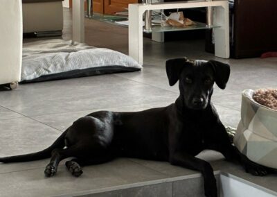 Tina – Adoptée en Février 2026