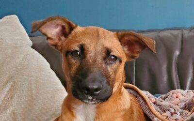 Tissia – Visible en famille d&rsquo;accueil