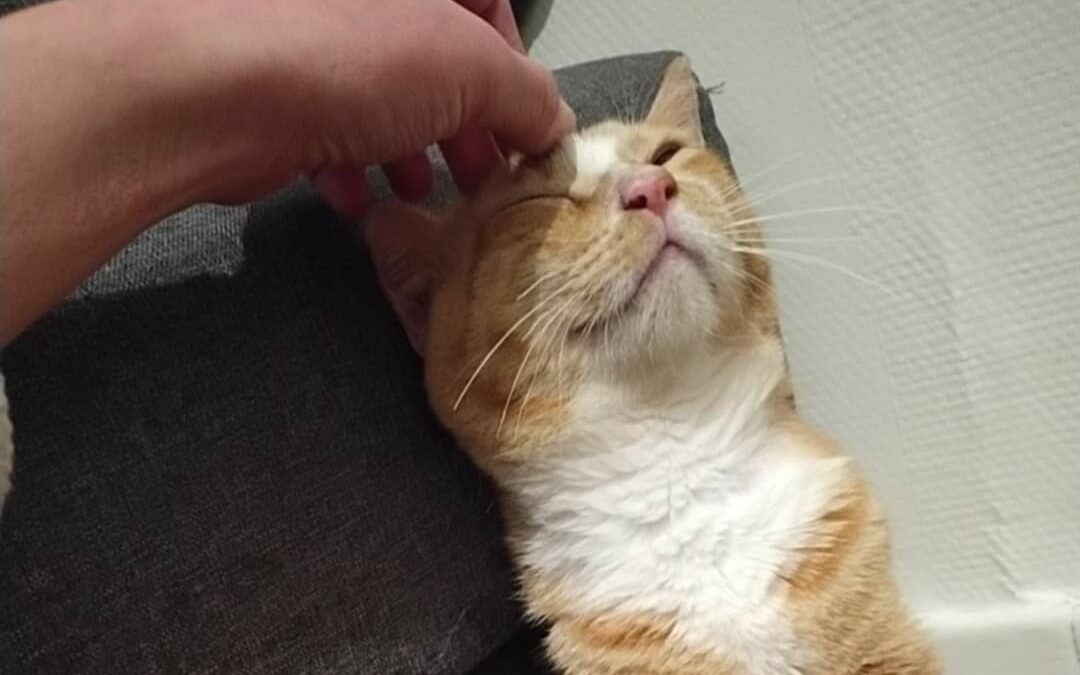 Vick – Visible en famille d&rsquo;accueil