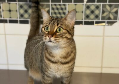 Zaz – Dossier en cours