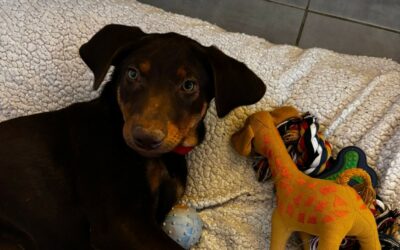 Banco – Visible en famille d&rsquo;accueil