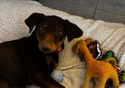 Banco – Dossiers en cours