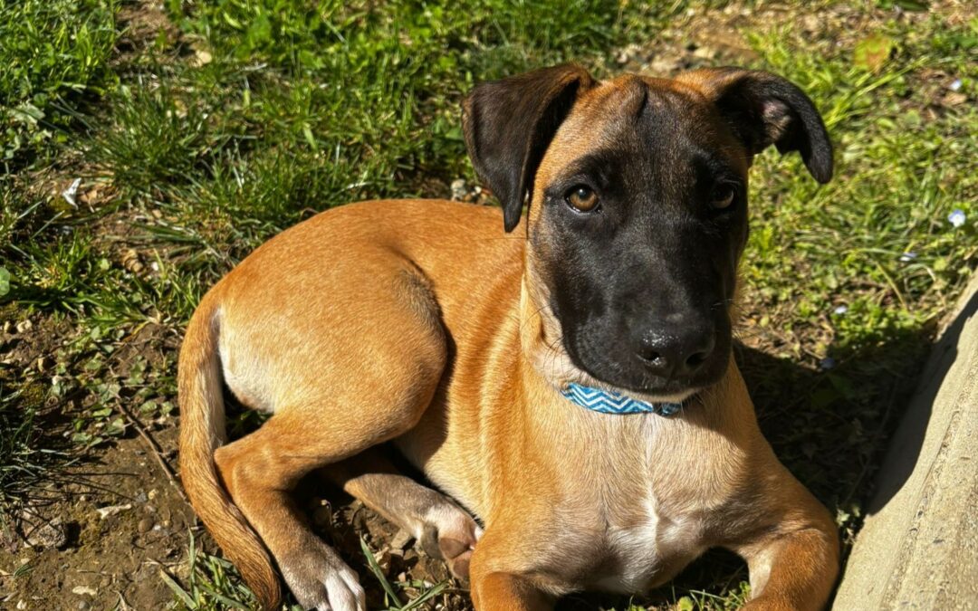 Baya – Visible en famille d&rsquo;accueil