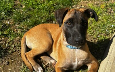 Baya – Visible en famille d&rsquo;accueil