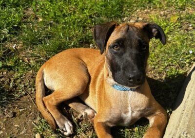 Baya – Adoptée en Avril 2026