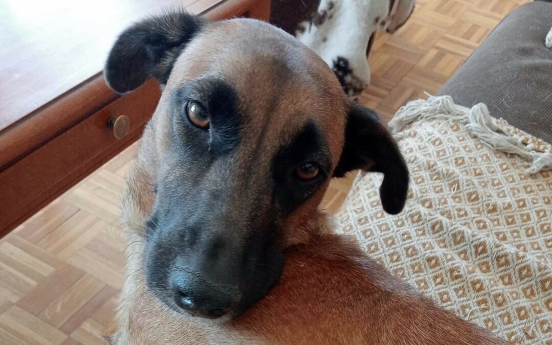 Becky – Visible en famille d&rsquo;accueil