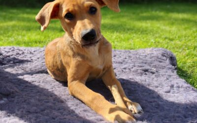 Becky – Visible en famille d&rsquo;accueil