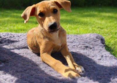 Becky – Adoptée en Avril 2026