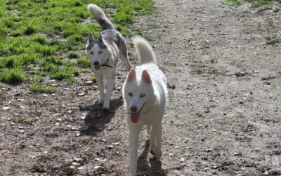 Snowy & Bella – Visible en famille d&rsquo;accueil