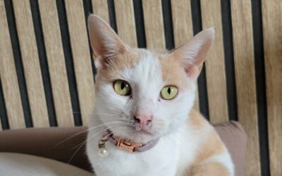 Bonnie – Visible en famille d&rsquo;accueil