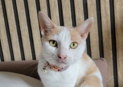 Bonnie – Visible en famille d&rsquo;accueil