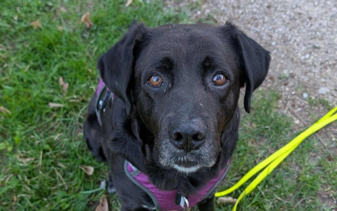 Célestin – Visible en famille d&rsquo;accueil