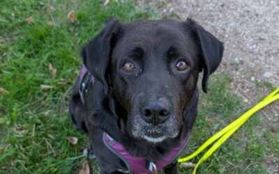 Célestin – Visible en famille d&rsquo;accueil