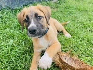 Dickens – Visible en famille d&rsquo;accueil