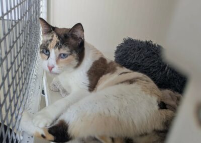 Emraude adoptée en mars 2026