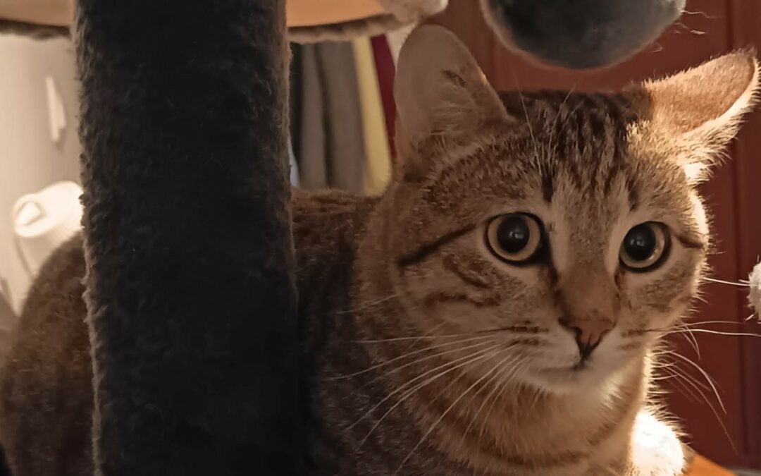 Grisouille – Visible en famille d&rsquo;accueil