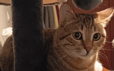 Grisouille – Visible en famille d&rsquo;accueil