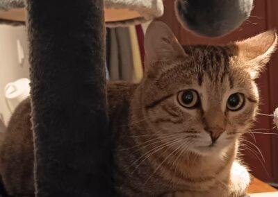 Grisouille – Visible en famille d&rsquo;accueil