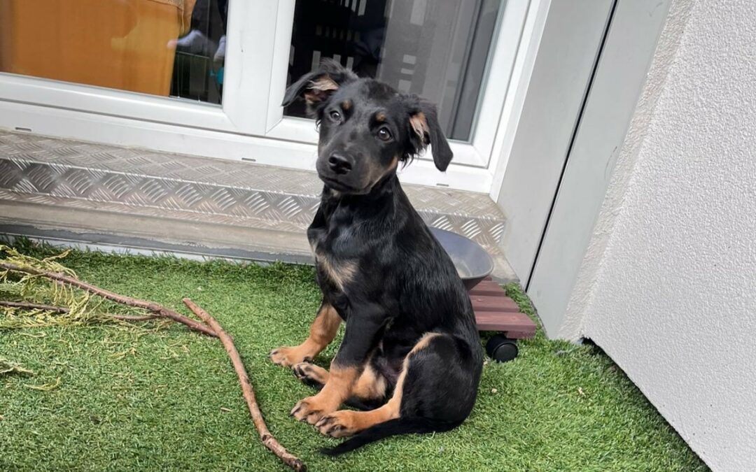 Nitro – Visible en famille d&rsquo;accueil