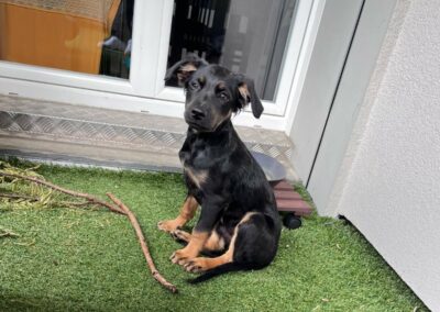 Nitro – Adopté en Avril 2026