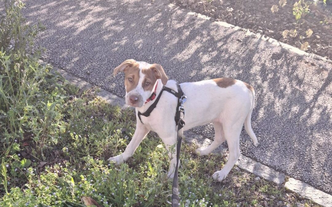 Noura – Visible en famille d&rsquo;accueil