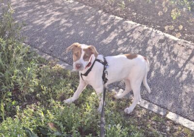 Noura – Adoptée en Avril 2026