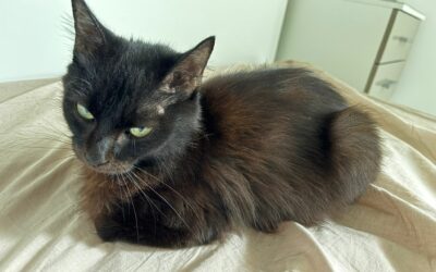 Opale – Visible en famille d&rsquo;accueil