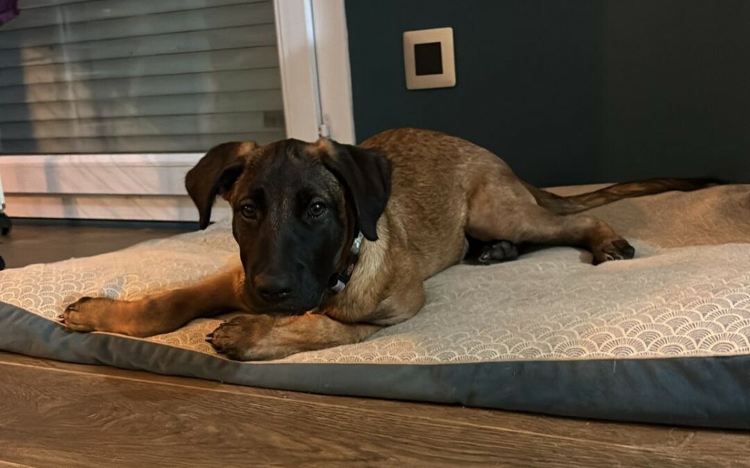 Rocky – Visible en famille d&rsquo;accueil