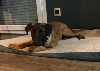 Rocky – Adopté en Mars 2026