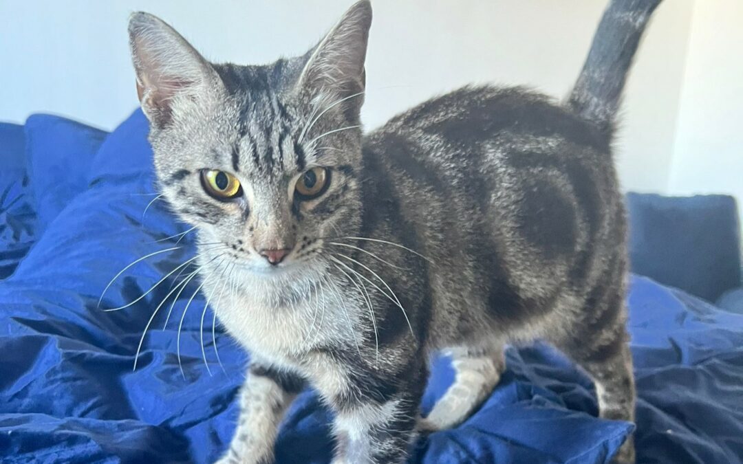 Smocky – Visible en famille d&rsquo;acceuil